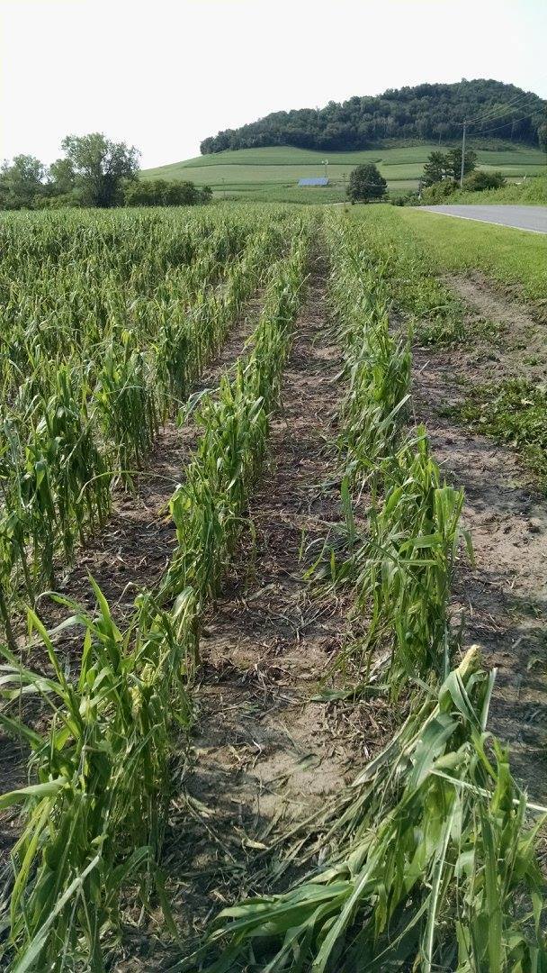Hail Damage