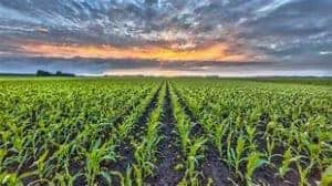 Multi-Peril Crop Insurance